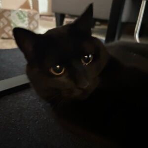 Meet your Posher, Sydney